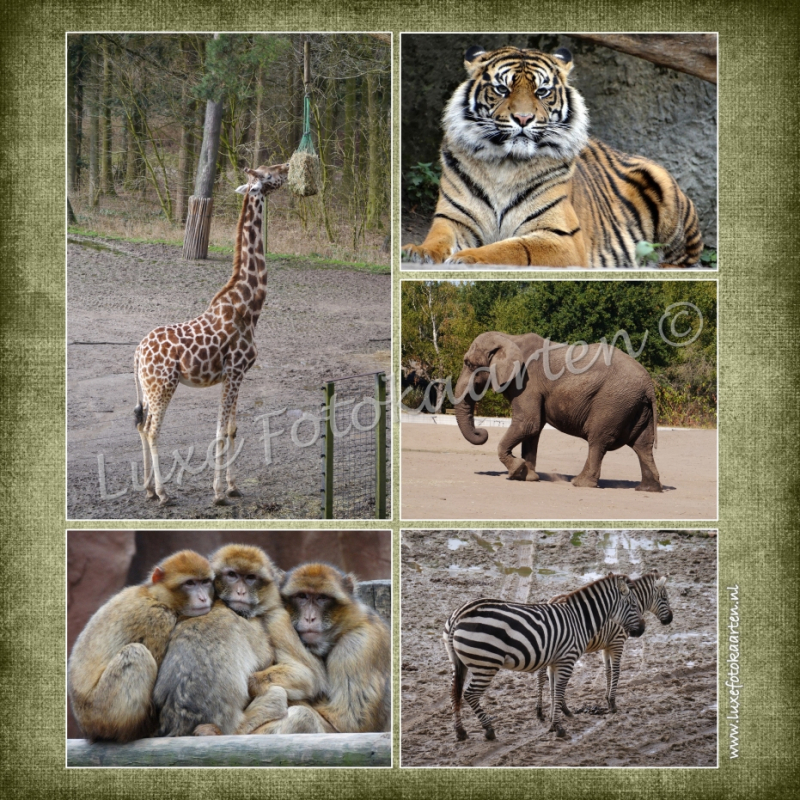 Blanco Kind - Wilde dieren